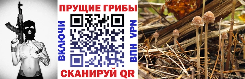 купить наркоту  Жуков  Псилоцибиновые грибы Cubensis 